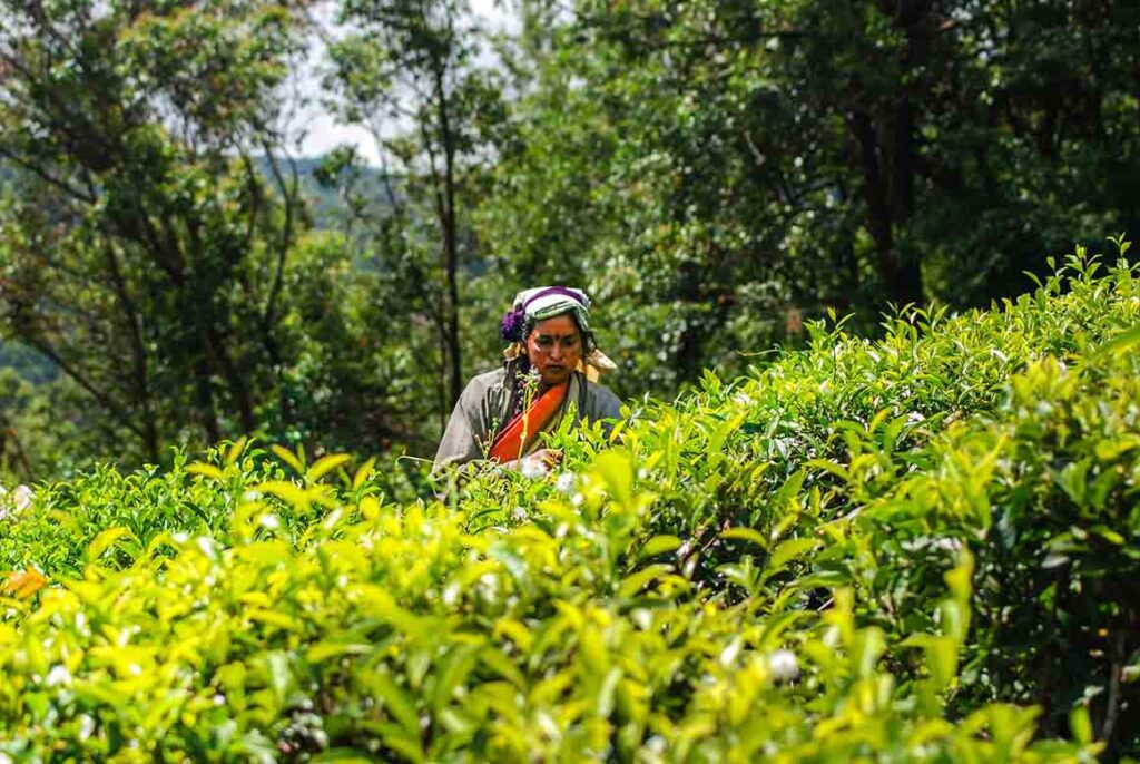 ea plantations in Nuwara Eliya – lush green hills of Sri Lanka.