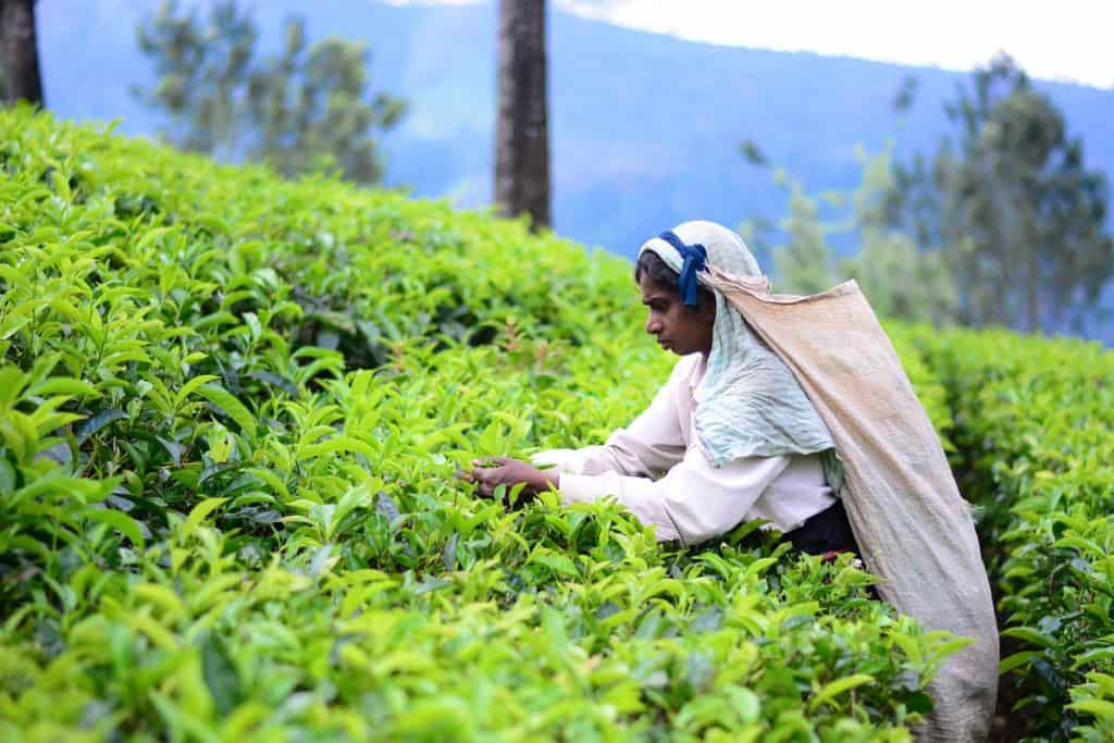 Female tea picker harvesting leaves in a scenic Sri Lankan plantation
