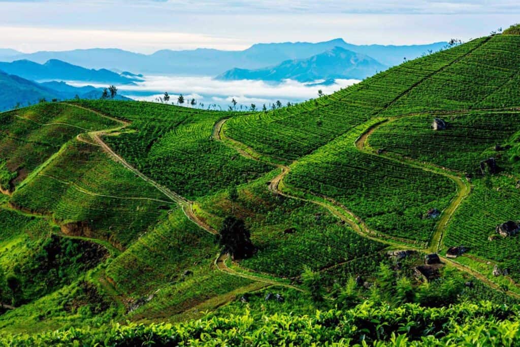 beautiful mountains with ceylon tea planted on central highlands of sri lanka