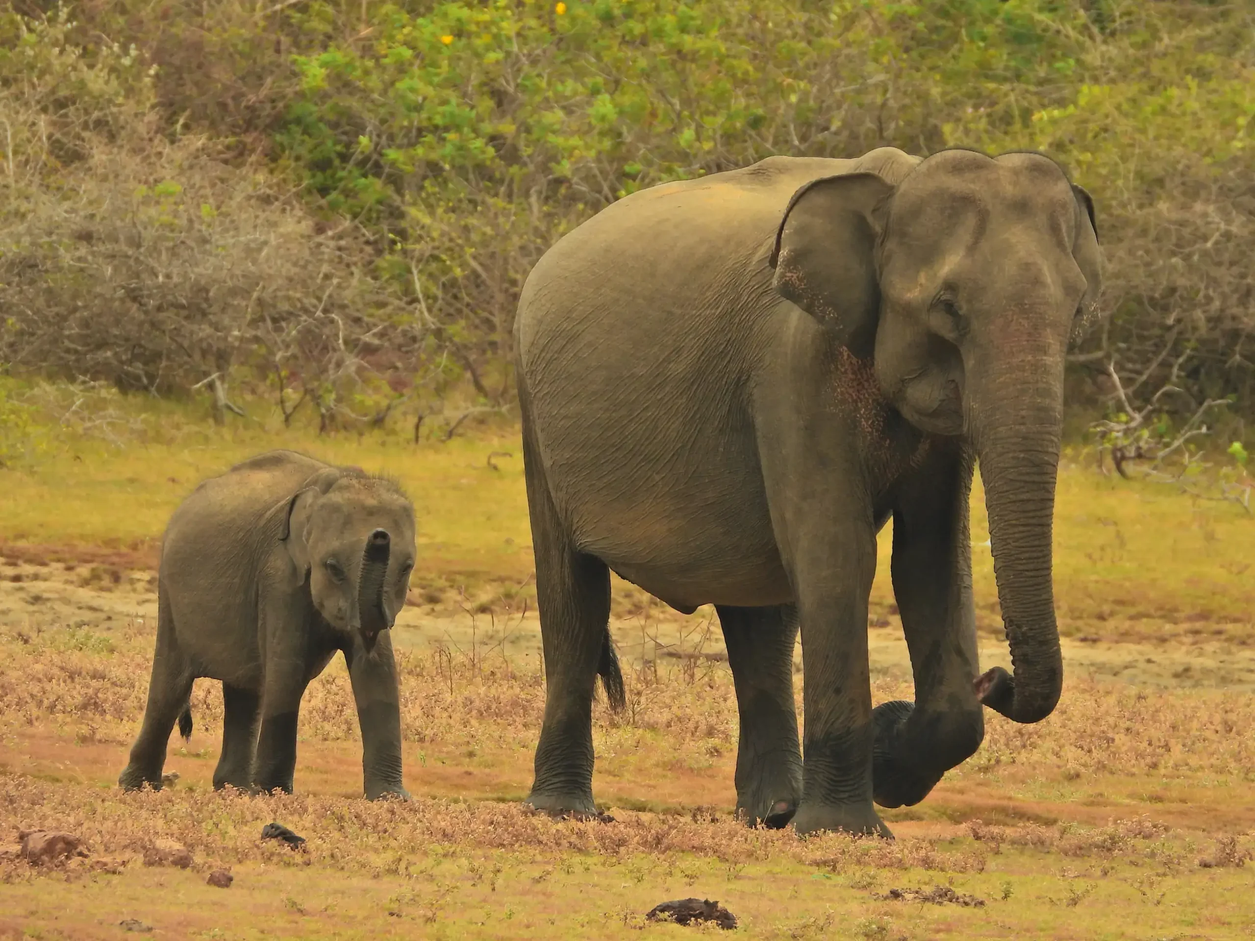 a baby elephant with mom in yala